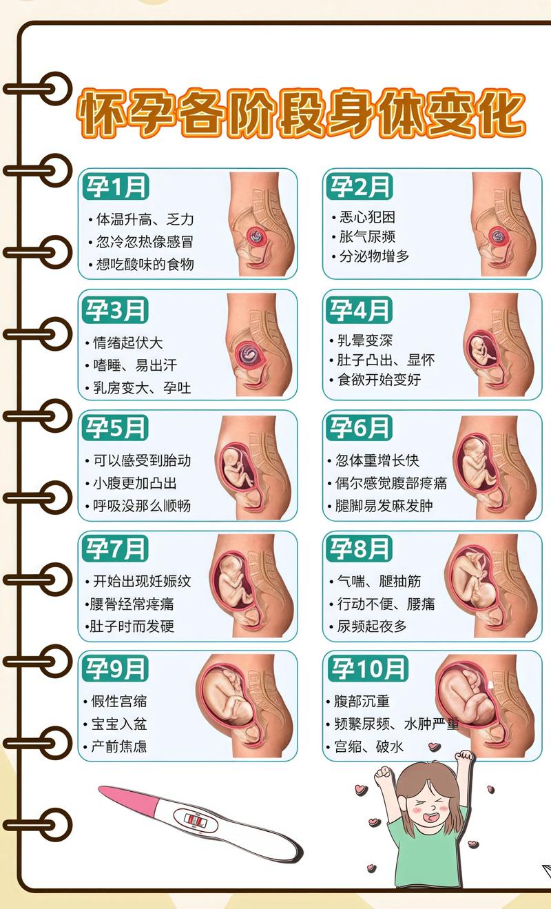 揭秘供卵代孕妈妈怀孕小腹分两节,孕期变化的奥秘涪陵代生机构: